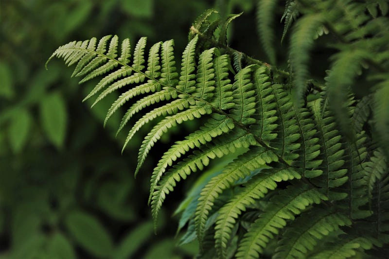 Fern plant