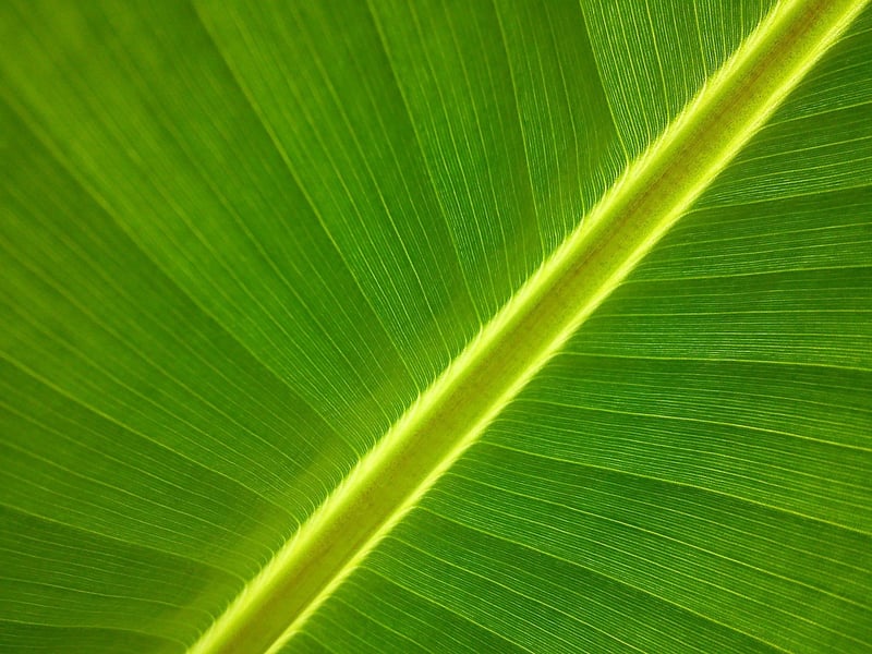 Green Leaf Plant Nature Eco