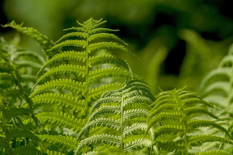 Vertical Garden