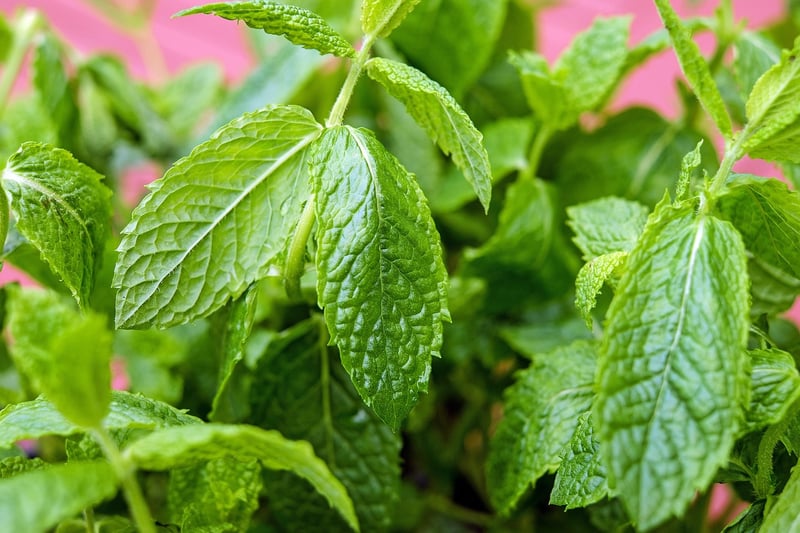 Mint plant