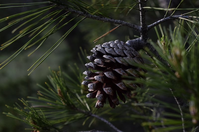 Pine in Winter