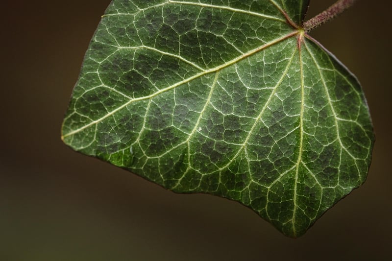 Pothos plant
